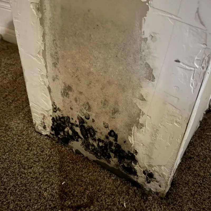 Professional Mold Removal in Santa Susana, CA